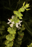 Ocimum basilicum 'Sweet Genovese' RCP9-2017 (111).JPG